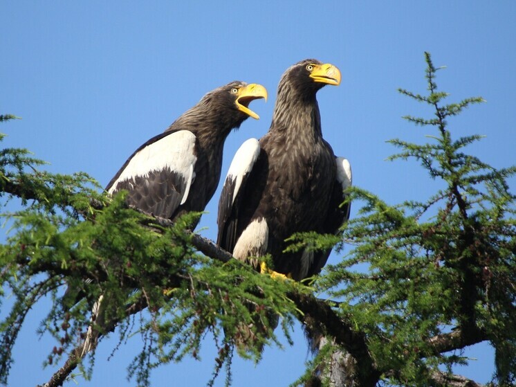 «Роснефть» поддерживает изучение и защиту краснокнижных птиц Дальнего Востока