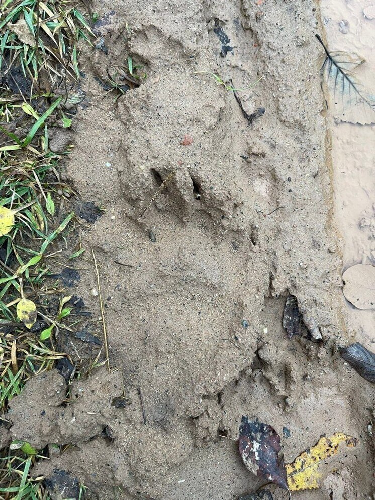 На след медведя наткунулся охотник под Великими Луками