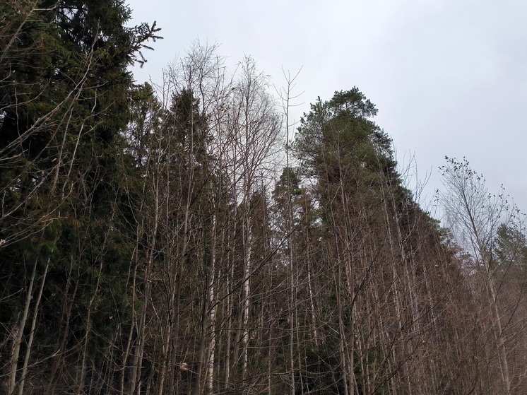 В Забайкалье осудят участников банды, вывозившей лес за границу