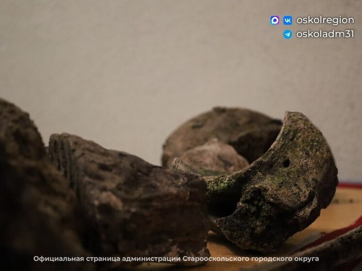 В Старооскольском округе пенсионер нашел останки доисторического шерстистого носорога