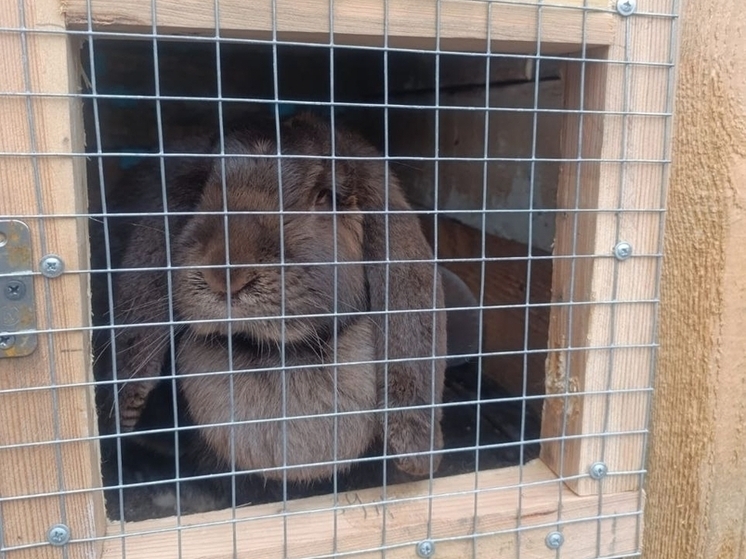 Белгородка завела кроликов благодаря соцконтракту