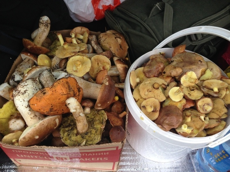 ООО  «Тульская грибная компания» требует с ООО «Микорайз» 4,7 млн рублей