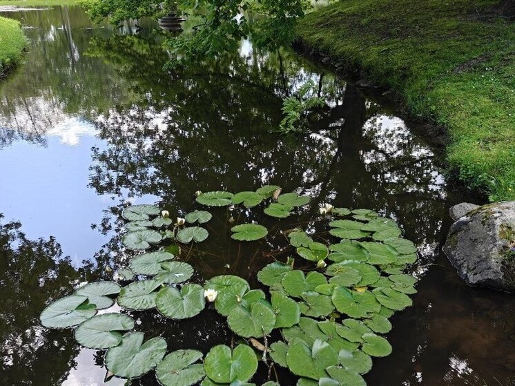 В Муринском ручье и реке Охта начнут восстанавливать популяцию рыбы в 2026 году