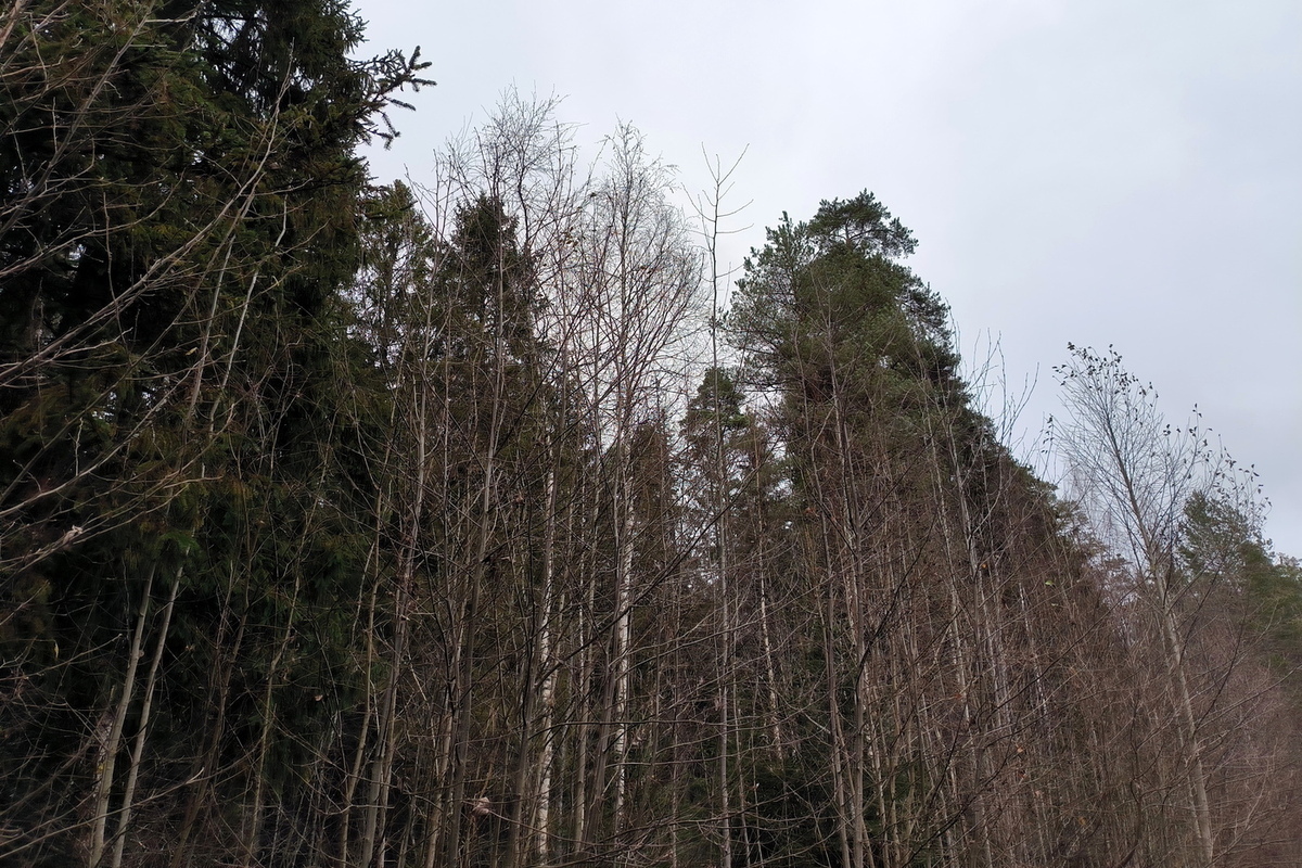 В Забайкалье раскрыли банду контрабандистов, вывезших лес на 1 млрд рублей