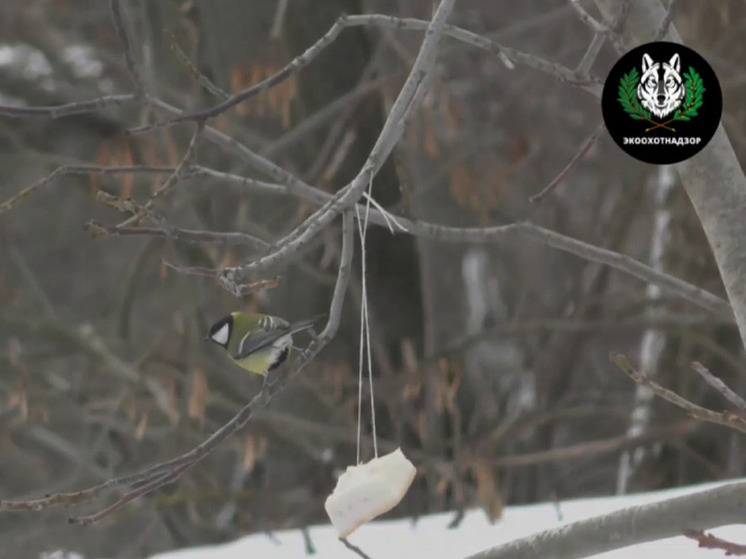 Белгородцам предложили развесить кормушки в Синичкин день