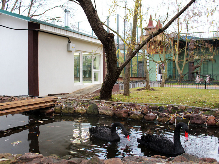 Азиатские белки и пара черных лебедей переехали в зоопарк «Лимпопо»