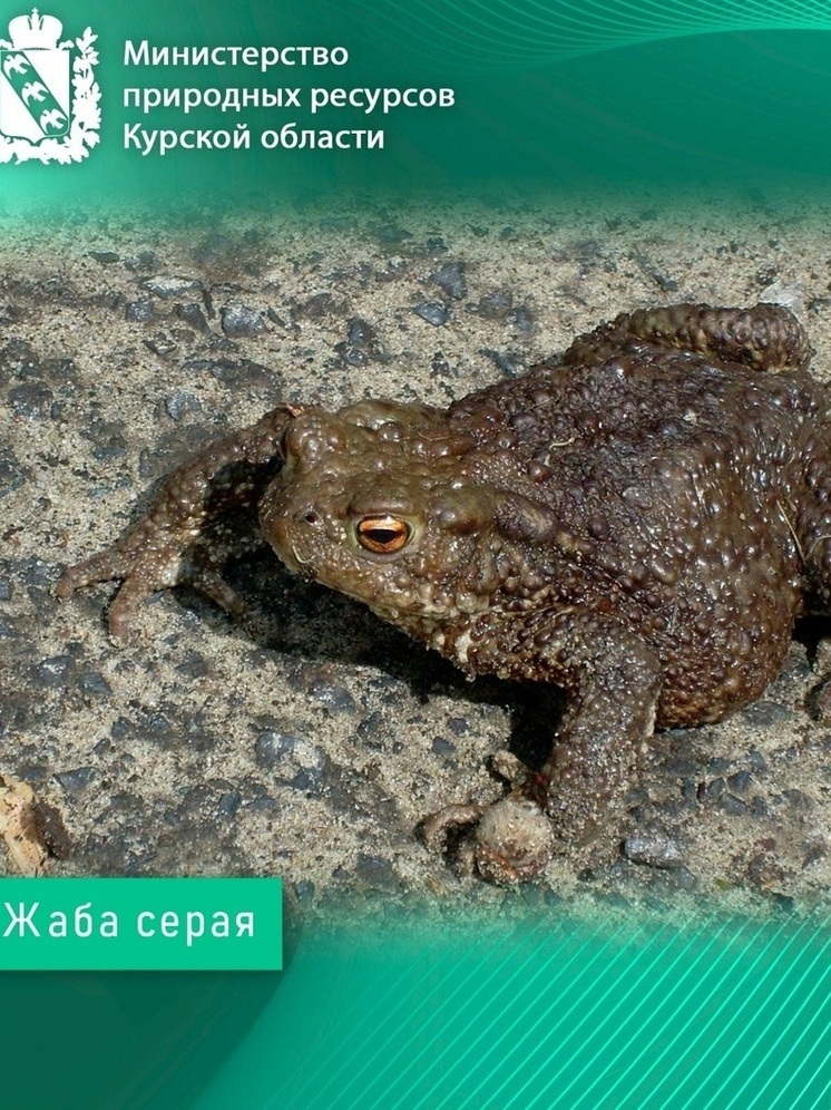 В Курской области на водоемах исчезли крикливые лягушки