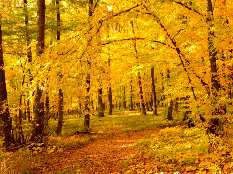 Два брянца угнали «Москвич» для разбора в лесу