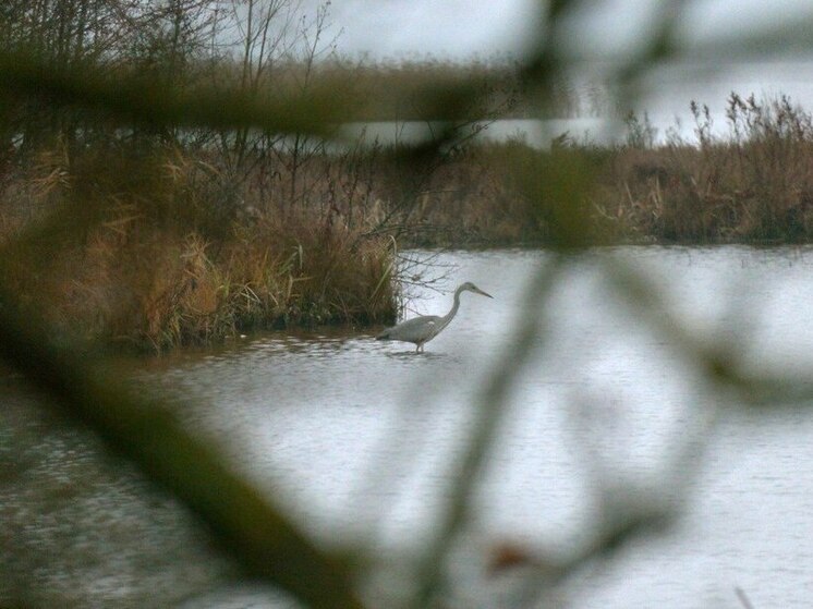 Серые цапли из Петербурга ленятся лететь в Африку зимовать