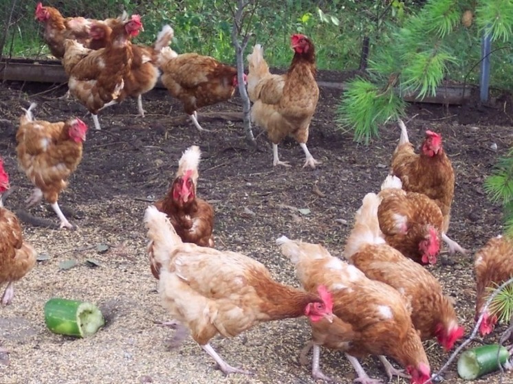 Почему хозяевам Калмыкии завтра следует провести ревизию кур