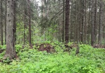 ОАО «РЖД» предлагает к продаже крупный земельный участок площадью 445 716 кв.