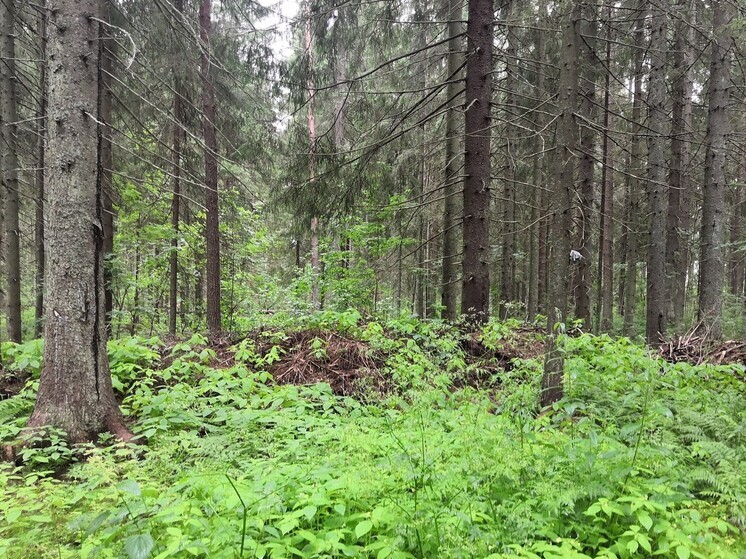 Туризм смещается за город: участок в Ленинском выставлен на торги