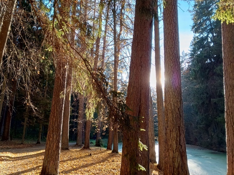 Ущерб от незаконной вырубки в Славском лесничестве оценили в 87 тысяч рублей
