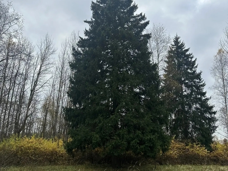 Главной новогодней елью станет вековая красавица из Рузского округа Московской области