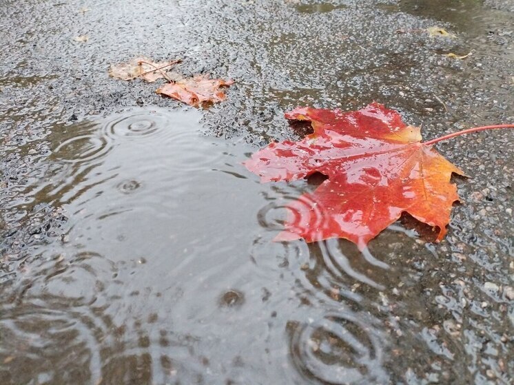 В Ленобласти 13 ноября ожидаются дожди, ветер и до +9 градусов