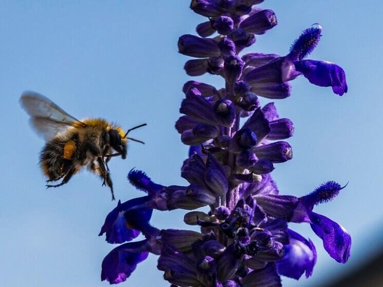 Элизабетта Версаче: шмели способны понимать визуальную версию азбуки Морзе