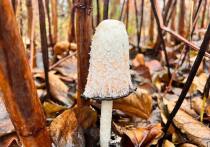 Редкий гриб, который живет всего двое суток, обнаружили в национальном парке «Лосиный остров»