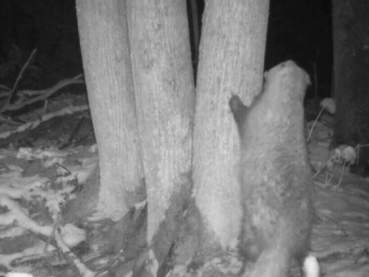 Под Самарой в Жигулевском заповеднике барсук обнимал дерево: его сняли на видео