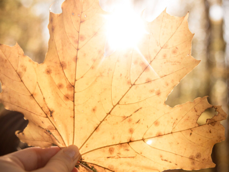 13 ноября в Брянской области температура поднимется до +8 градусов