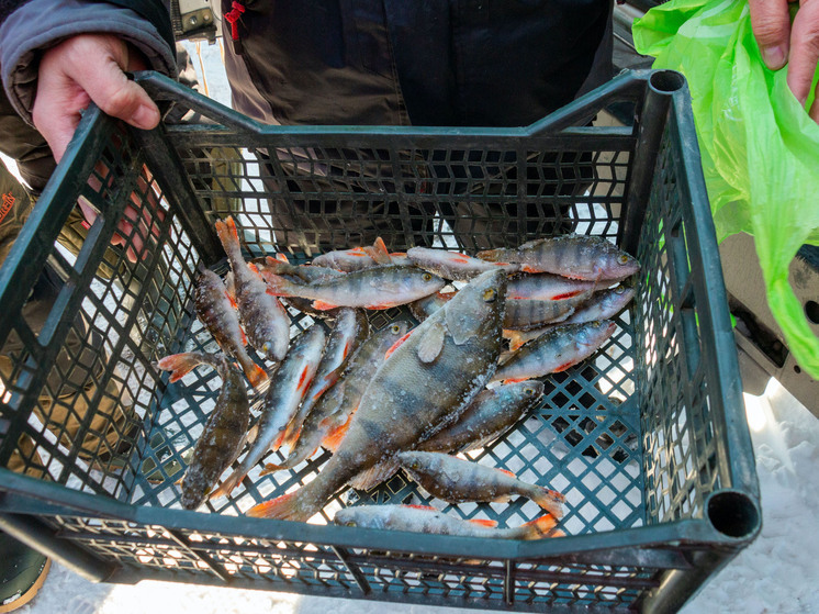 В Златоусте задержали рыбака с подозрительным и очень крупным уловом