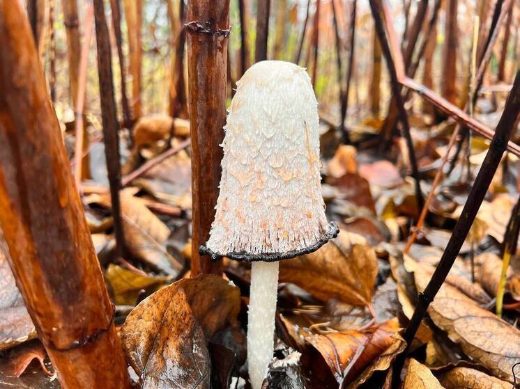 В парке «Лосиный остров» нашли самый быстроумирающий гриб