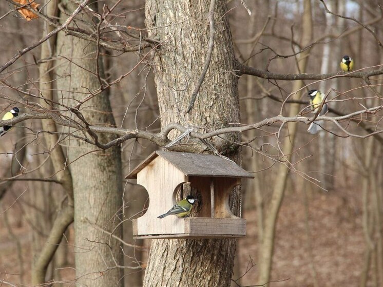 Сообщество «Тульские парки» рассказало о Синичкином дне