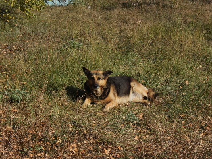 В Самарской области введут новые ограничения и учет домашних животных с 2026