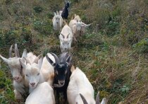 К животноводческому ЧП привела на днях неудачная атака украинского дрона в Клинском районе Подмосковья