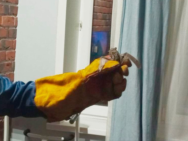 Летучие мыши продолжают терроризировать липчан