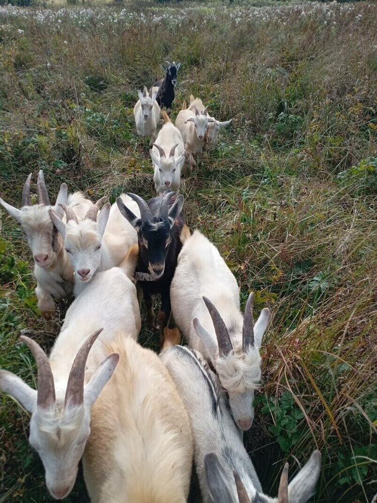 В Подмосковье ищут стадо козлов, пропавшее после атаки беспилотника