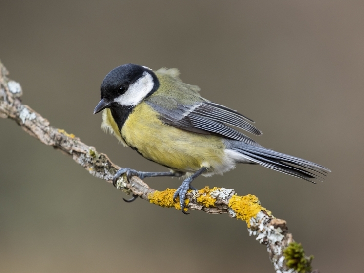 Жители Самарской области могут поучаствовать в конкурсе «Синичкин день»