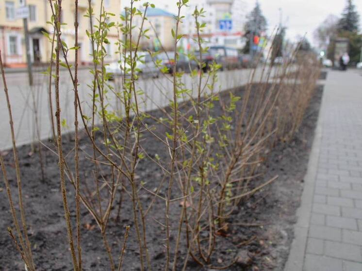 Клёны, сирень и гортензия: на Октябрьской появился новый сквер