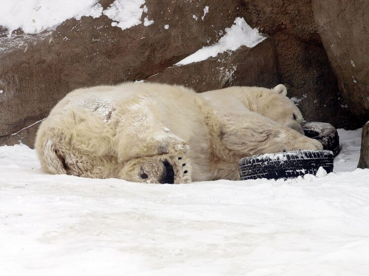 Белые медведи убили работника арктической станции, пытавшегося их сфотографировать