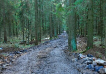 В подмосковной Балашихе обсуждается предложение превратить местный реликтовый лес в парк