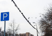 Проблема платных парковок в Подмосковье становится все более острой, вызывая недовольство и протесты местных жителей