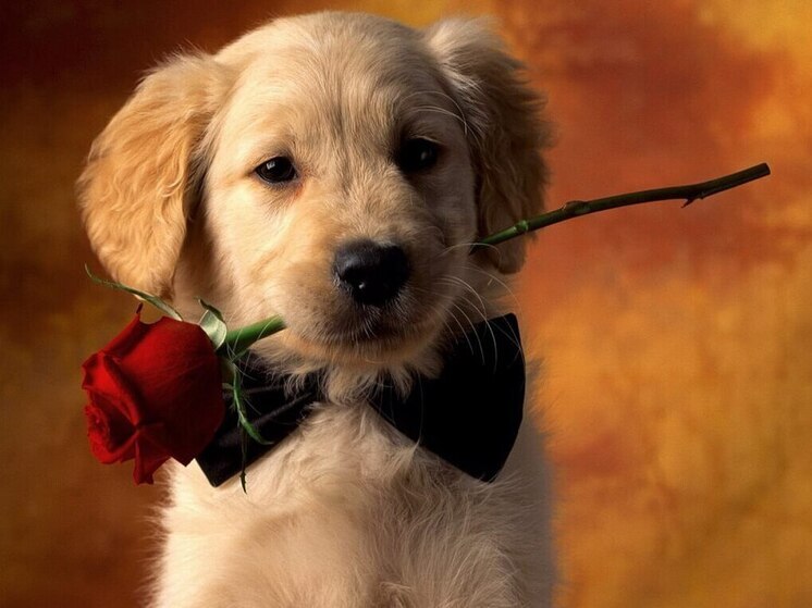 Дни рождения 13 ноября