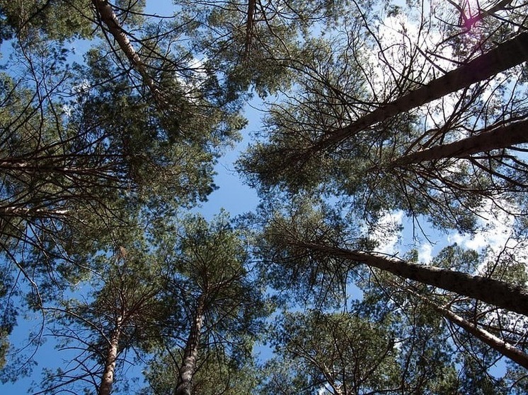 740 тысяч сеянцев сосны подготовила Ленобласть для воссоздания лесных массивов ДНР