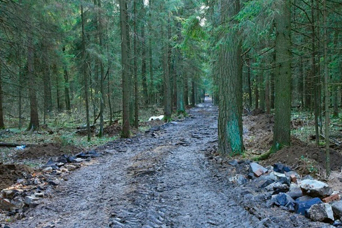 Горе Горенское: в Балашихе развернулась борьба против благоустройства векового леса