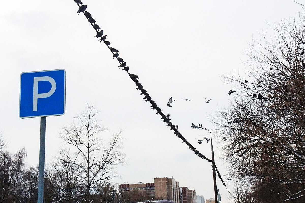 От Люберец до Долгопрудного: волна протестов против платных парковок набирает силу