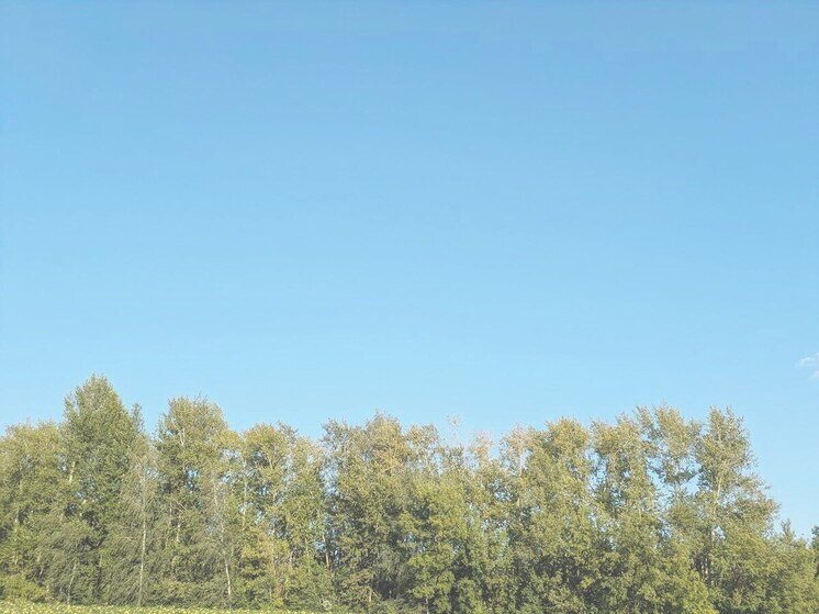 В Воронежской области насчитали более 900 карантинных зон