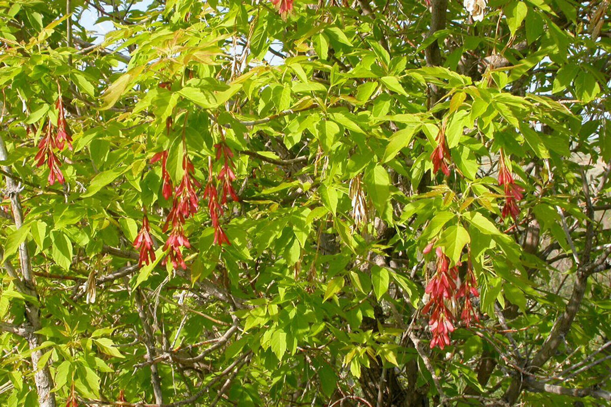 Стало известно, какие растения-захватчики в Москве уничтожат в течение трех лет