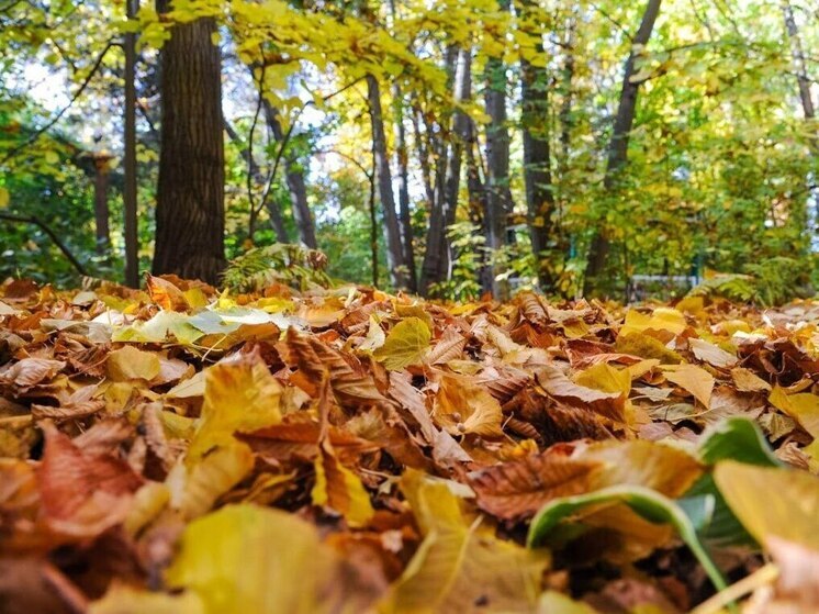 В Астраханской области 13 ноября ожидается облачная погода