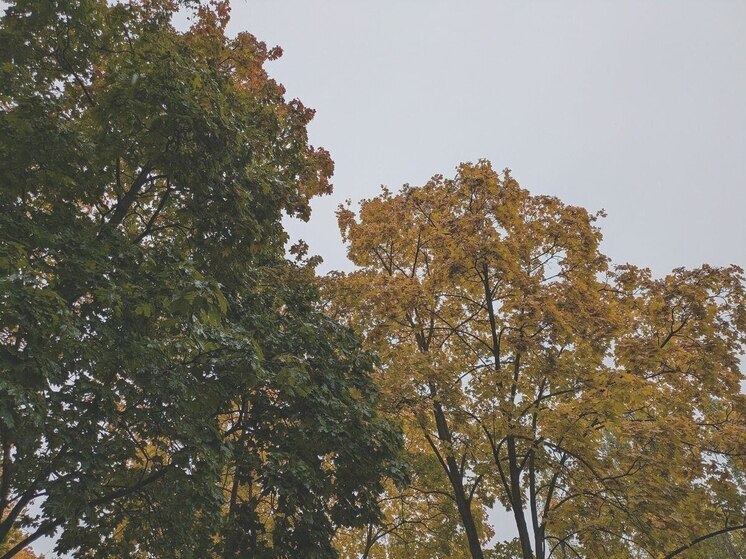 Депрессивная погода накроет Воронеж 13 ноября