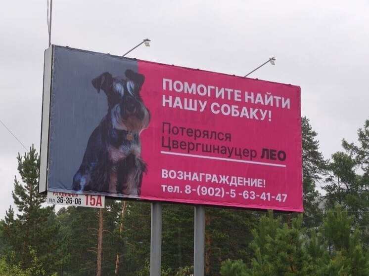 Уже несколько месяцев на улицах Улан-Удэ висят баннеры с фотографией симпатичного пса и надписью: «Пропала собака. Потерялся цвергшнауцер Лео». Эти объявления в трех точках города привлекают внимание всех, кто их видит. 