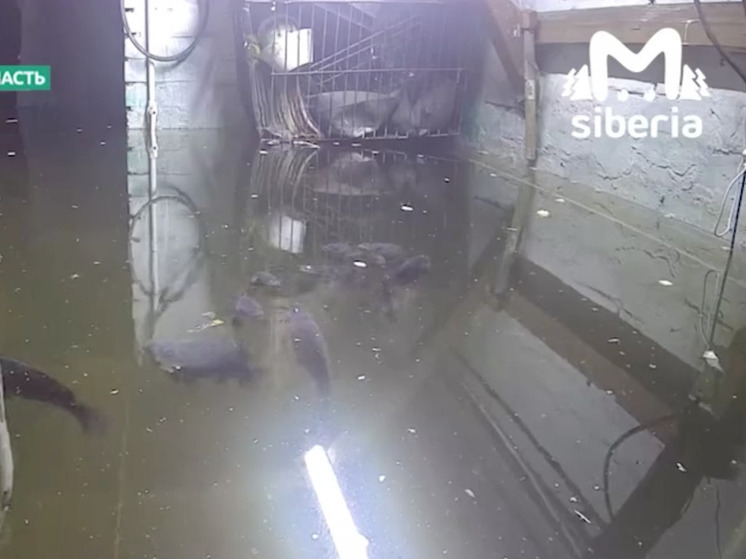 Жительница Белово поселила в затопленном подвале рыб