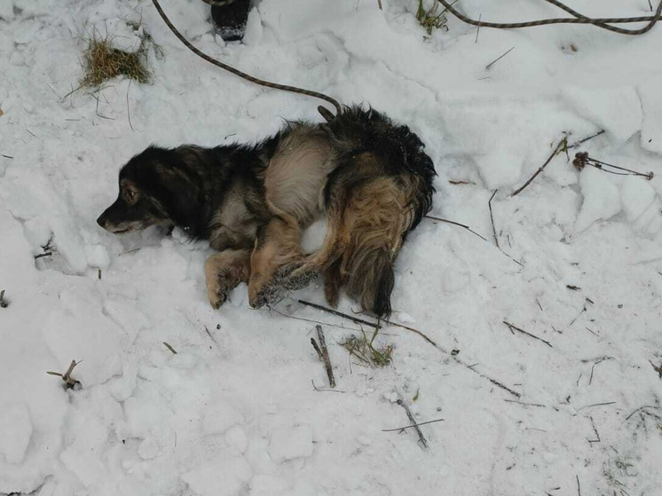 Спасатели вызволили собаку из ямы в Кемерове