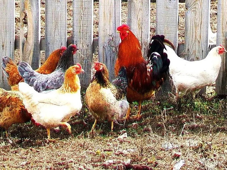 Народный календарь: что категорически запрещено делать ивановцам 13 ноября в Никодимов день