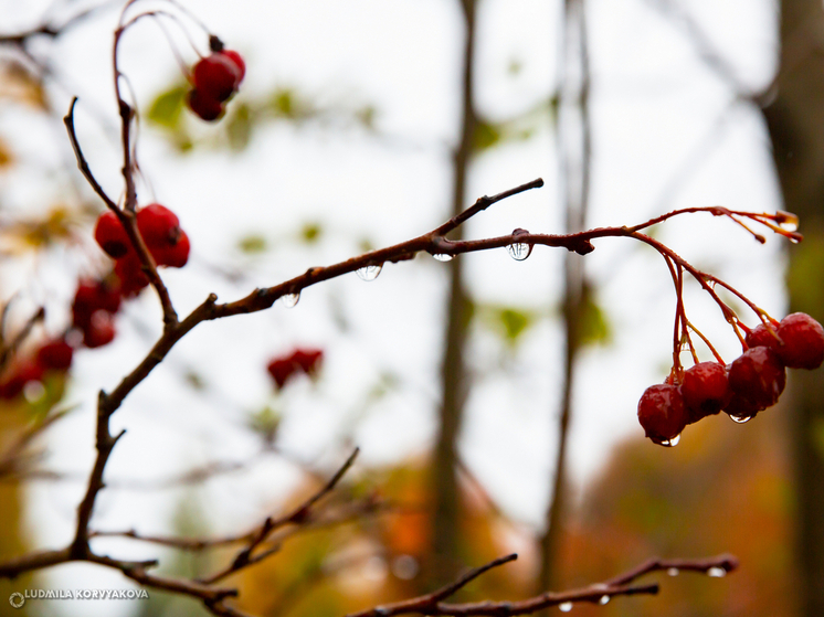 Дожди и потепление до +9°C ожидаются в Карелии 13 ноября