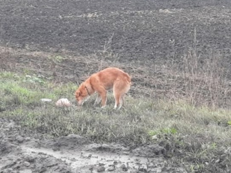 Под Курском брошенный пёс три дня ждал хозяина, пока его не сбила машина