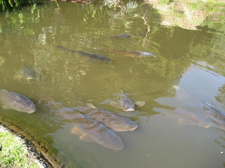 Житель Мурома попытался выловить чужих карпов ночью, но попался